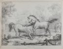 Poulins Colts -Le cheval de course dans le haras
