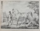 Poulain Colt -Le cheval de course à la longe