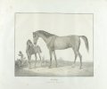 Schakra / Alezan Doré